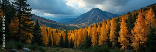 Dense forest of golden larch trees under a darkening sky, evergreen, pine, nature photo