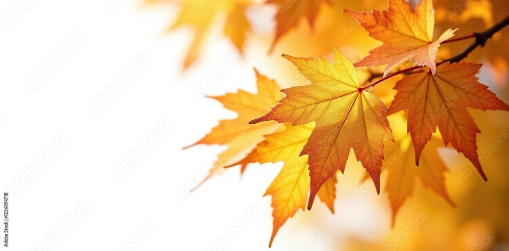 Golden brown leaves of Aesculus hippocastanum tree against white background, aesculus hippocastanum, autumn leaves