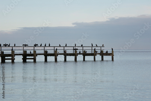 Birds on a Seabridge