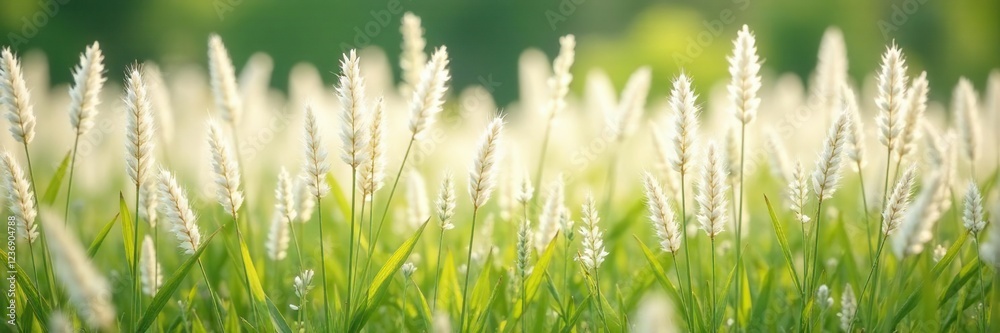 Softly swaying white clouds of Muhlenbergia capillaris grass panicles in a field, delicate texture, garden flowers Softly swaying white clouds of Muhlenbergia capillaris grass panicles in a field, delicate texture, garden flowers