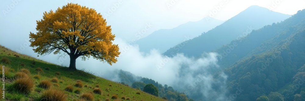 Foggy low clouds envelop trees on mountainside, nature, tree Foggy low clouds envelop trees on mountainside, nature, tree