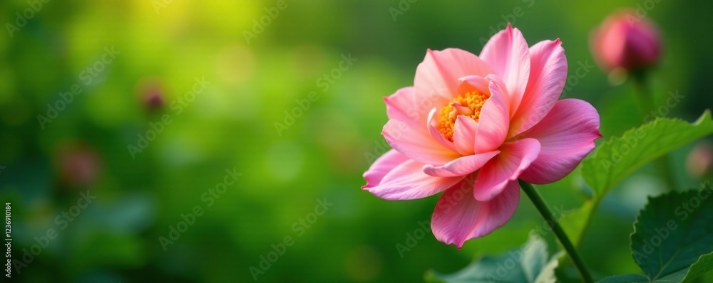 Soft petals unfolding amidst lush green foliage, summer, flora, garden Soft petals unfolding amidst lush green foliage, summer, flora, garden
