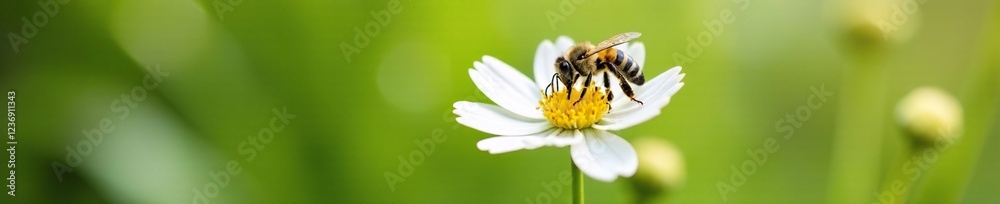 Small bee on white flower with delicate petals, blossom, nature Small bee on white flower with delicate petals, blossom, nature