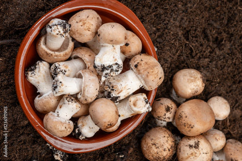 Brown champignons mushrooms from underground caves in Kanne, Belgium, organic farm photo