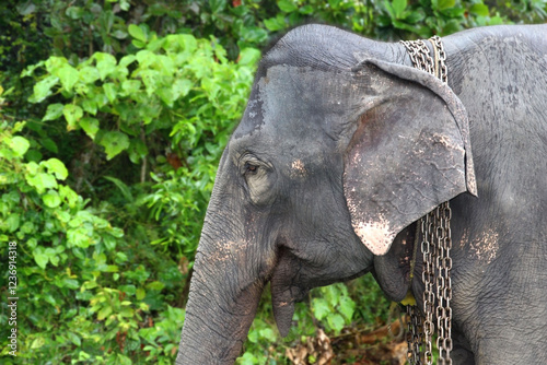 Close up chained elephant stands in a lush green landscape, its movement restricted by metal restraints. The image raises awareness about wildlife captivity and the ethical concerns surrounding animal photo