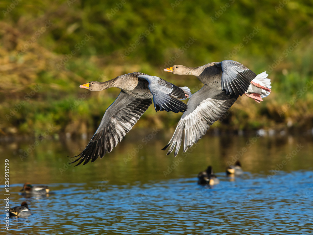 Greylag Goose, Anser anser, birds in flight over winter marshes Greylag Goose, Anser anser, birds in flight over winter marshes