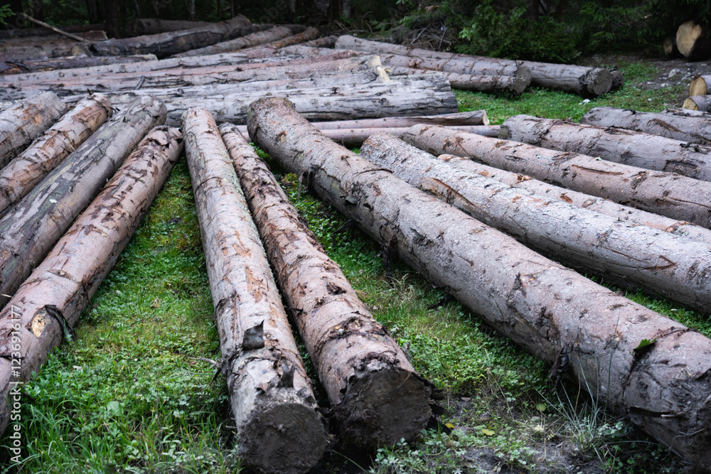 Deforestation. Logs lying on the ground in a forested area after a recent timber harvest. Hiking in Carpathian Mountains, Ukraine Deforestation. Logs lying on the ground in a forested area after a recent timber harvest. Hiking in Carpathian Mountains, Ukraine