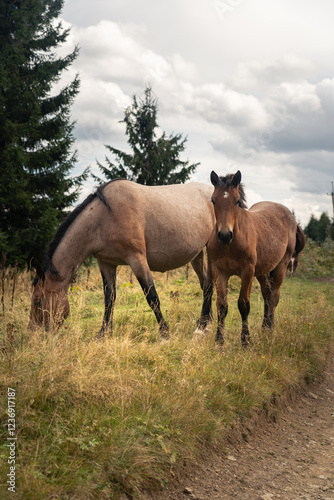 Horses grazing peacefully in a lush green field near a forest on a cloudy day. Hiking in Carpathian Mountains, Ukraine