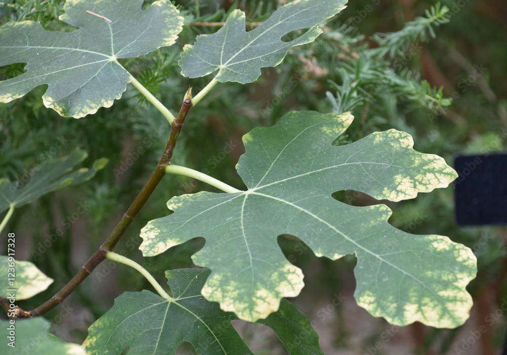Common Fig Tree with Varigated Fig Leaves Common Fig Tree with Varigated Fig Leaves