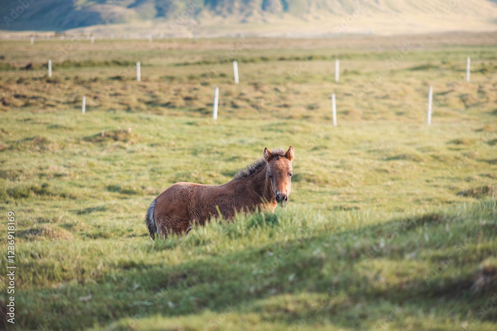 Cute and curious Icelandic foal grazes in a pasture near Grundarfjordur on the Snaefellsnes Peninsula during sunset. The only horse breed on the northern island Cute and curious Icelandic foal grazes in a pasture near Grundarfjordur on the Snaefellsnes Peninsula during sunset. The only horse breed on the northern island