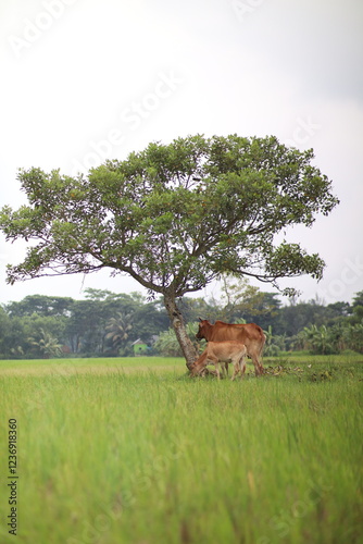 cow and calf