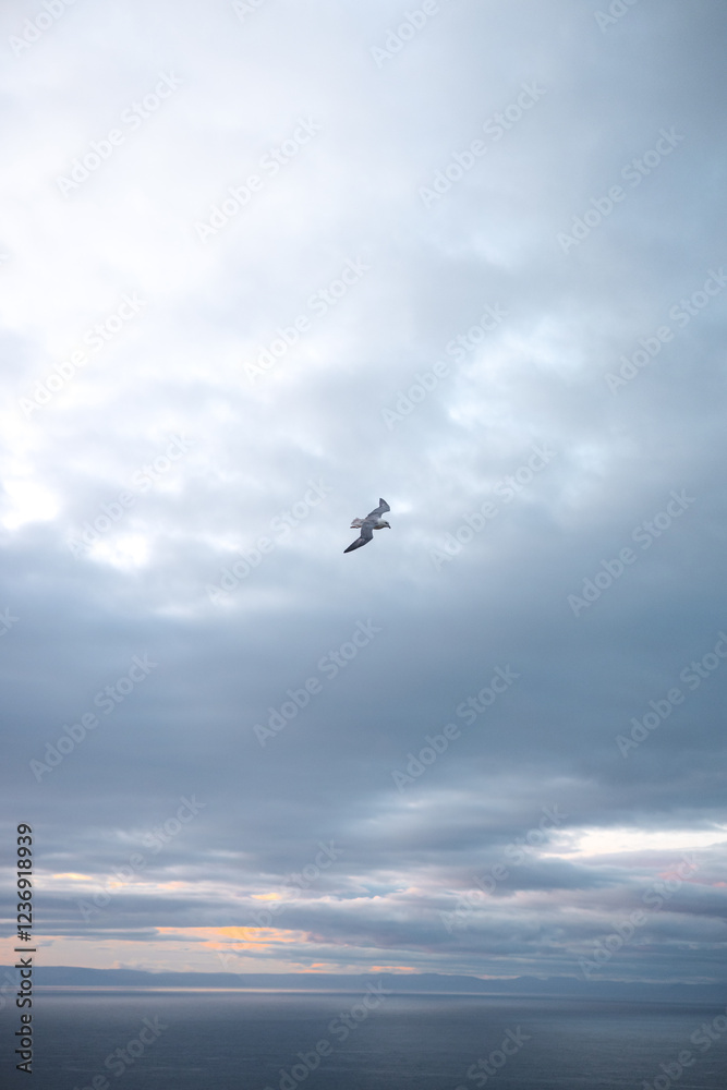 Iceland gull, Larus glaucoides, is flying over a coastal landscape, its wings outstretched against a backdrop of serene blue skies and sunset. Snaefellsnes peninsula, west Iceland Iceland gull, Larus glaucoides, is flying over a coastal landscape, its wings outstretched against a backdrop of serene blue skies and sunset. Snaefellsnes peninsula, west Iceland
