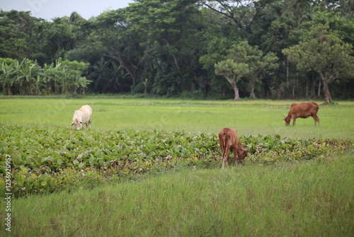 cows in the field