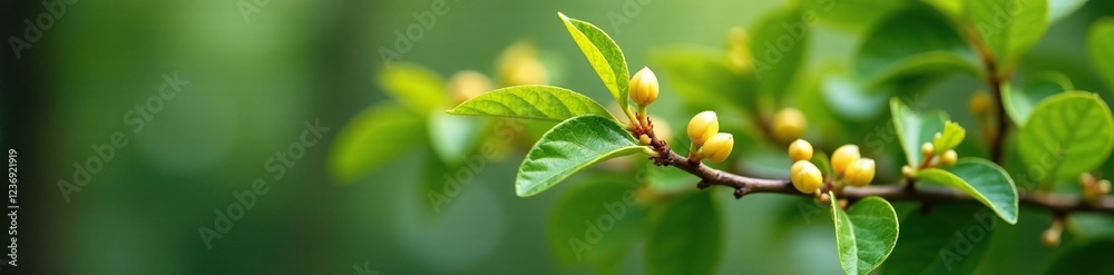 Aucuba japonica variegata on a tree branch with yellow and white buds, plant photography, Aucuba japonica variegata on a tree branch with yellow and white buds, plant photography,