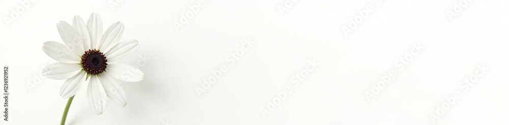 Delicate black eyed susan flower isolated on white background, single, white, petals Delicate black eyed susan flower isolated on white background, single, white, petals