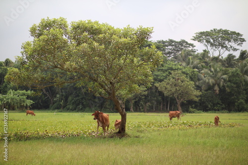 cows in the field