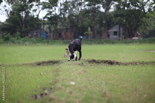 goat in field