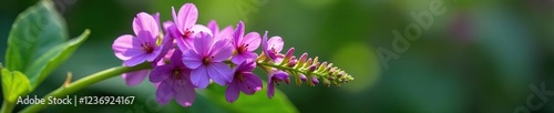 Fragrant purple flowers on a Shiso plant stem, greenery, purple