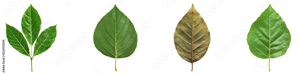 Sassafras leaf isolated on transparent background, PNG, Set of Sassafras leaf isolated on transparent background, PNG, Set of
