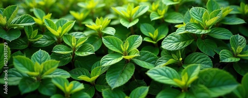 Overlapping foliage of Tiarella Candy Stripe forming a mat, greenery, leafy plants photo