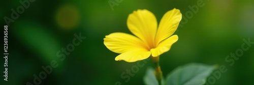 Single bright yellow allamanda bloom on a short stem with a few leaves, allamanda, delicate photo