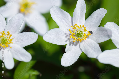 Fabulous white anemone flowers background.