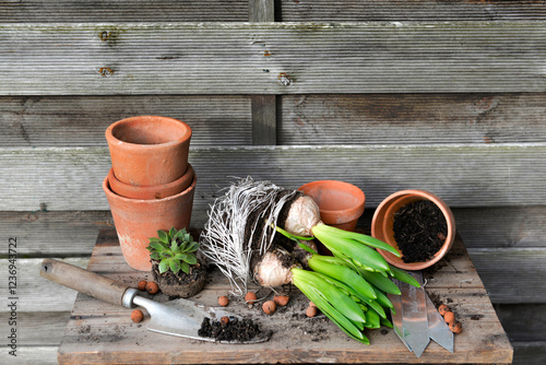 hyacinth with bulbs and roots for potted with shovel dirty and terra cotta flowerpots on a garden table on a wooden background photo