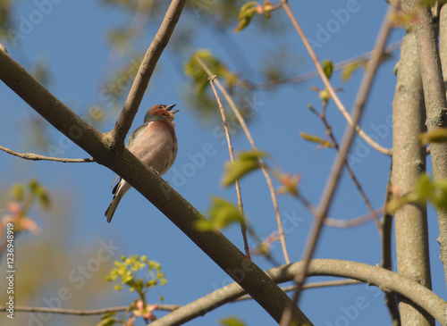 A robin sits on a tree branch