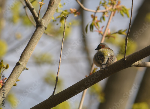 A robin sits on a tree branch