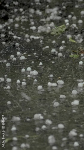Wet ground dotted with hailstones marking aftermath of severe hail storm. Such extreme weather phenomena may be linked to climate disruption, affecting both natural and human systems