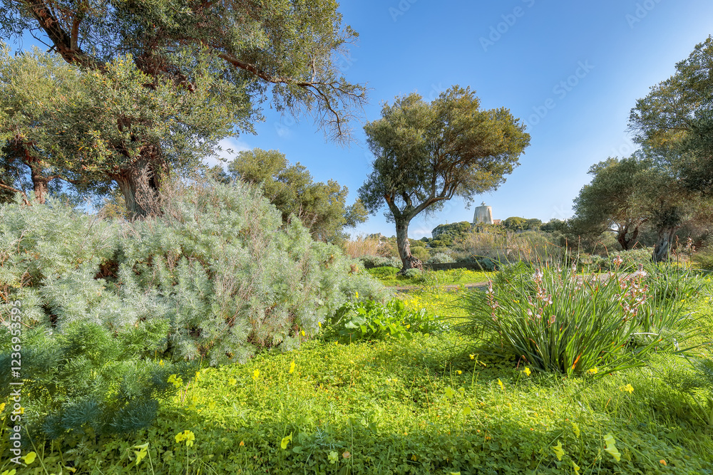 Astonishing view on blooming olive garden at Cape Milazzo during daytime.