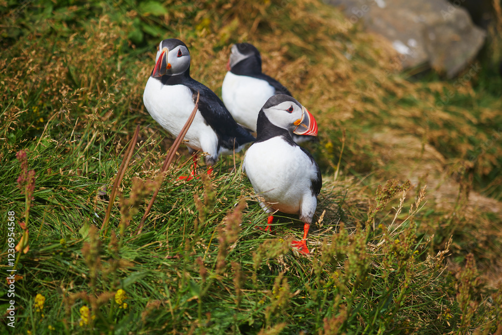Fototapeta premium Atlantic Puffins birds or common puffins in nature background at Dirholaey in Iceland. Iceland and Norway most popular birds.