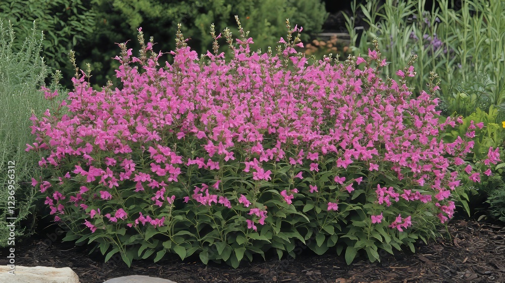 Showy, bright pink flowers bloom in the summer. They are a type of sage, called Salvia greggii Peach Cobbler. Showy, bright pink flowers bloom in the summer. They are a type of sage, called Salvia greggii Peach Cobbler.