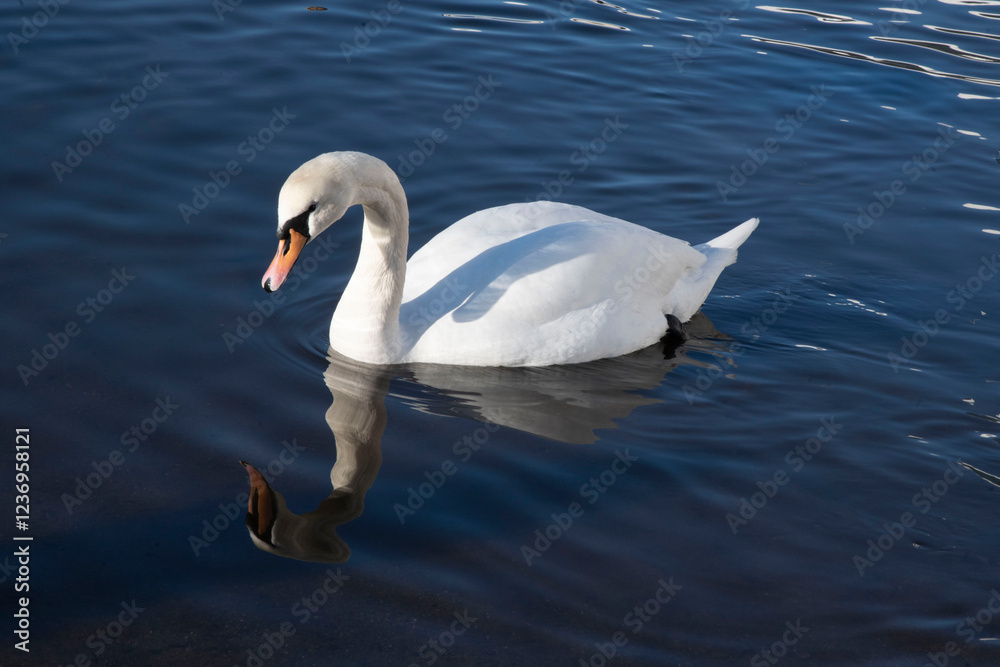 Fototapeta premium swan on the water