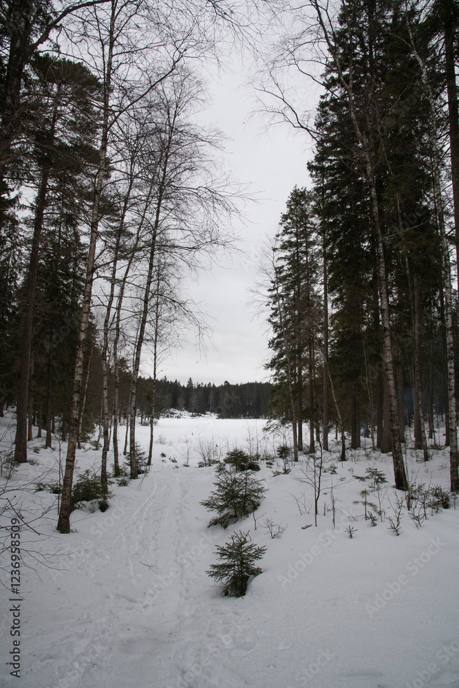 Fototapeta premium forest in winter