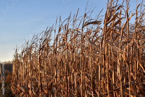 Rows of dry corn on an autumn field. Blue sky background. Corn field in late autumn. 
