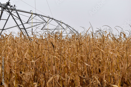 Rows of dry corn on an autumn field. Blue sky background. Corn field in late autumn. 