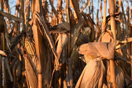 Rows of dry corn on an autumn field. Blue sky background. Corn field in late autumn. 