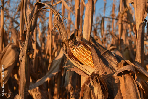 Rows of dry corn on an autumn field. Blue sky background. Corn field in late autumn. 