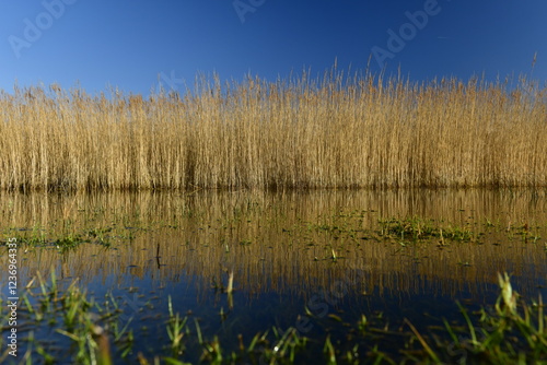 St.Ouen's pond, Jersey, U.K. Winter sunny day with the pond flooding through the reeds. photo