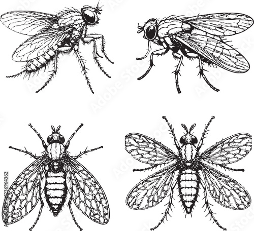 Detailed Illustrations of Flies