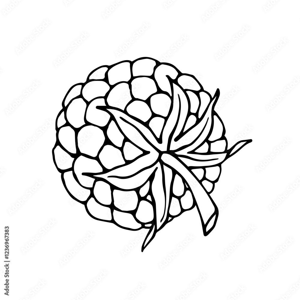 Fototapeta premium Line sketch, doodles of summer raspberries. Vector graphics.