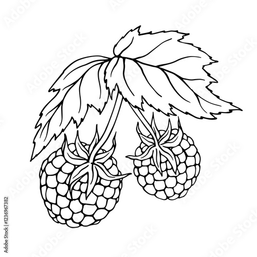 Line sketch, doodles of summer raspberries. Vector graphics.