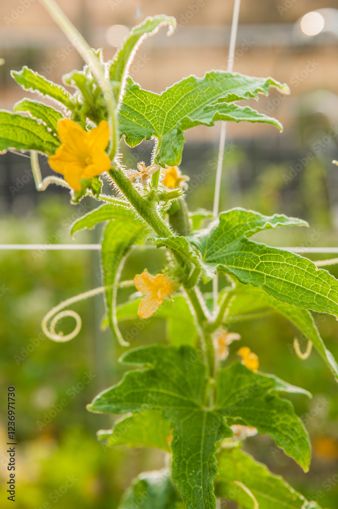 Fototapeta premium Gardening