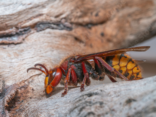 Seitliche Nahaufnahme einer Hornissenkönigin (Vespa crabro) auf altem Holz.