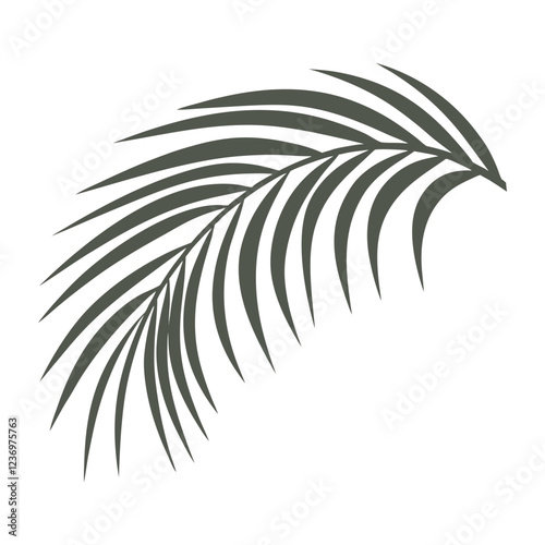 a palm frond with long, arching lines