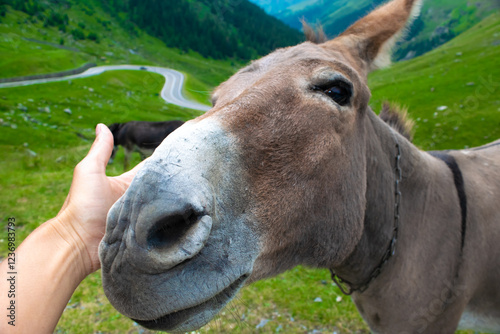 Hand of a man touches the donkey to stroke it. Donkeys graze and beg tourists for food near a mountain Transfagarasan highway. Romania. photo