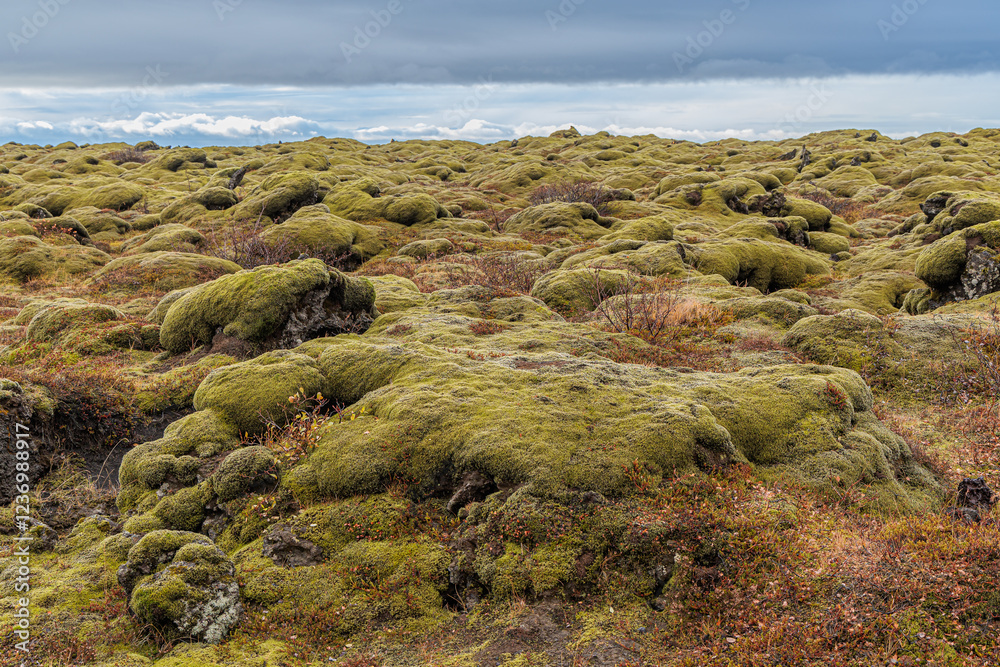Typical vegetation of mosses and lichens at Medallandsvegur on the island of Iceland