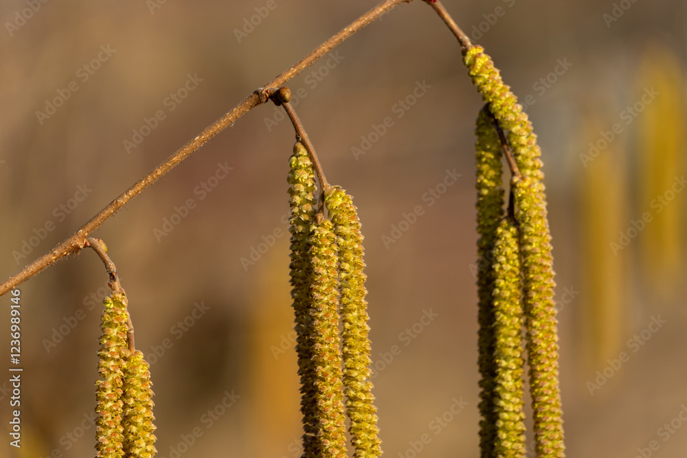 Long catkins hanging from branches in early spring sunshine Long catkins hanging from branches in early spring sunshine