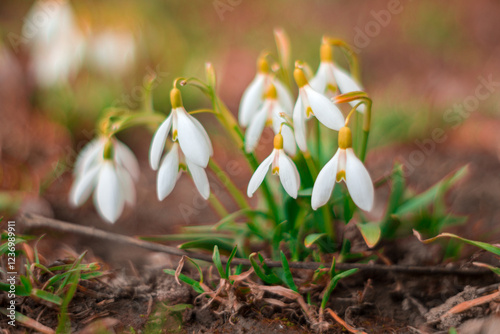 Snowdrop flowers bloom in early spring near forest edge